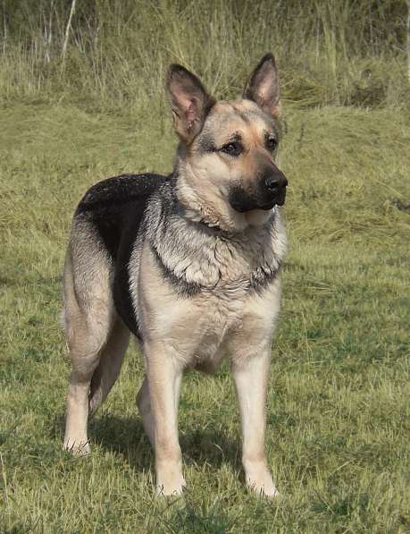 Резерв Шикарные щенки ВЕО в Москве фото 6