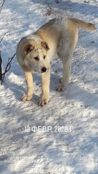 Алабай в Владикавказе фото 3