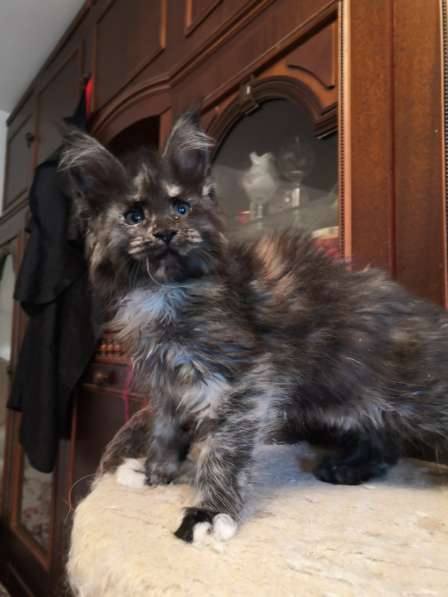 Мейн кун котенок в Москве фото 6