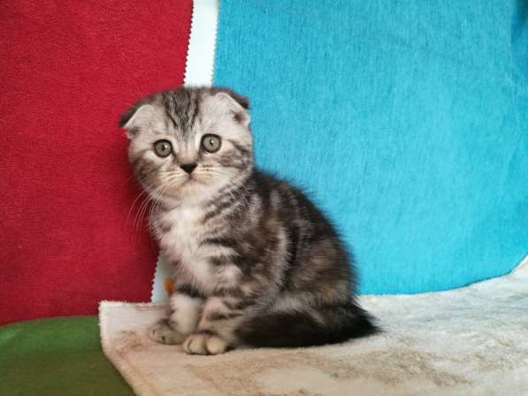 Шикарная КОШЕЧКА в Казани