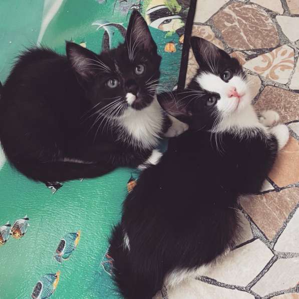 Котёнок в Твери