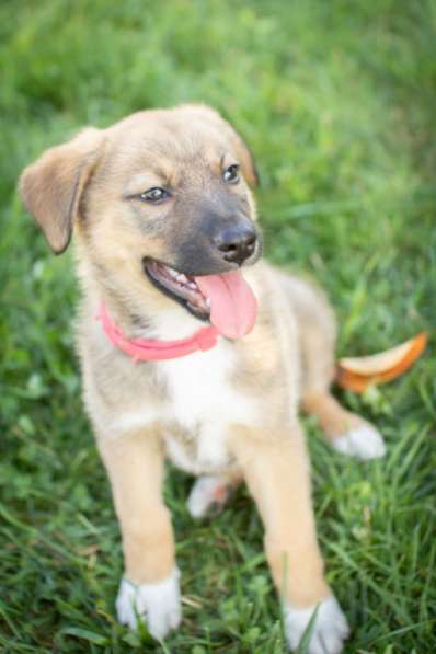 Маленькие щенки мечтают обрести дом!!! в Москве фото 4