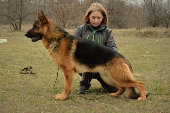 Немецкая овчарка в фото 9