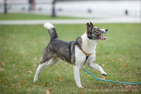Ищет дом Юта в Москве