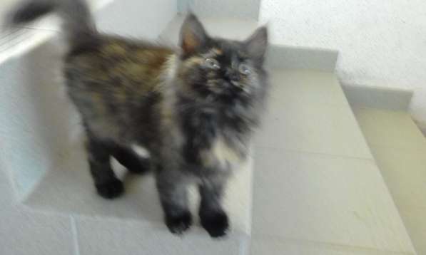 Два прекрасных котенка в Севастополе фото 14