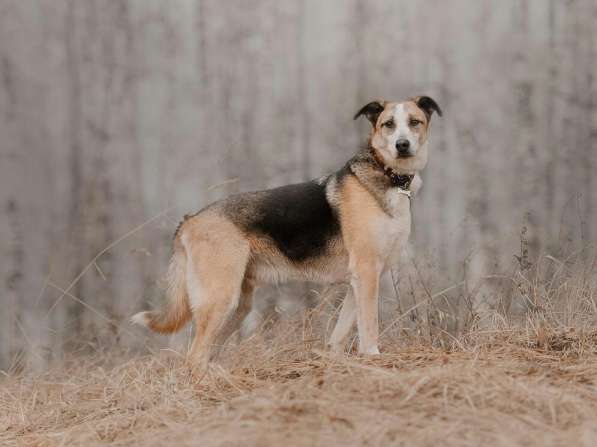 Молодой энергичный Майор ищет семью в Москве фото 64