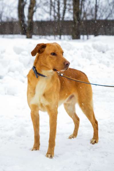 Собака в добрые руки