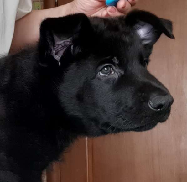 Щенок немецкой очарки черный кобель