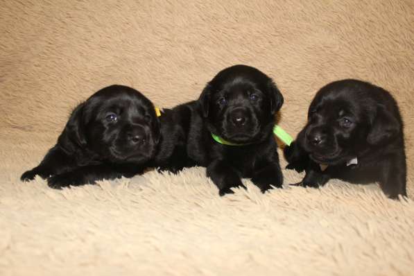 Высокопородные щенки лабрадора-ретривера