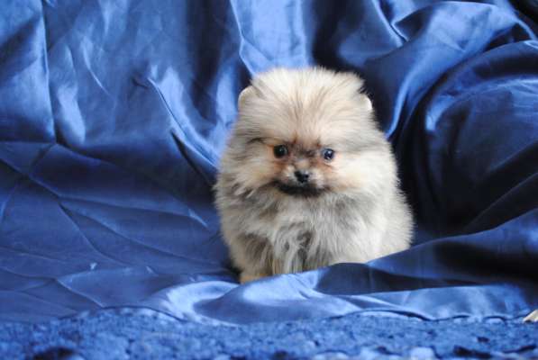 Продается щенок цвергшпица