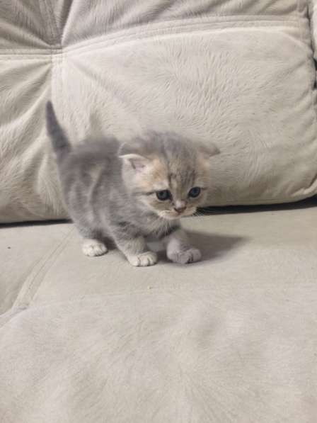 Британские котята в Краснодаре фото 6