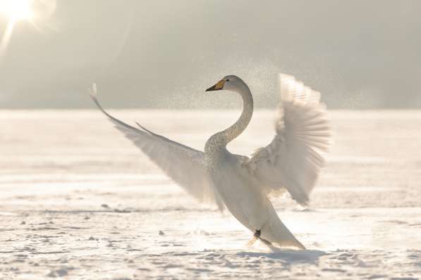 Циклевка, шлифовка старых, новых, крашенных полов, паркета в Липецке фото 14