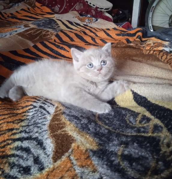 Шотландские котята в фото 10