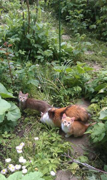 Молодой котик ищет дом в Истре фото 11