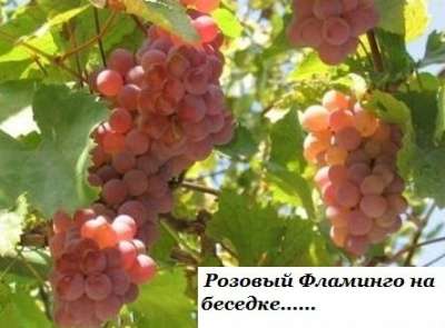 Саженцы винограда от производителя-почто в Ростове-на-Дону фото 3
