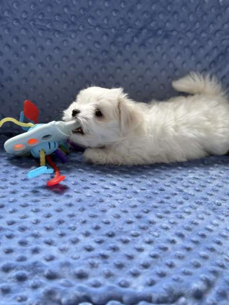 Мальтезе девочка в Калининграде фото 4