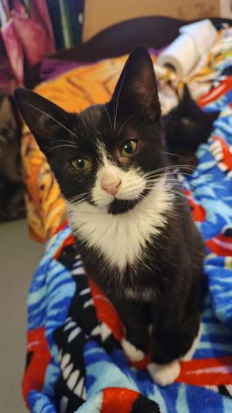 Котенок Семочка