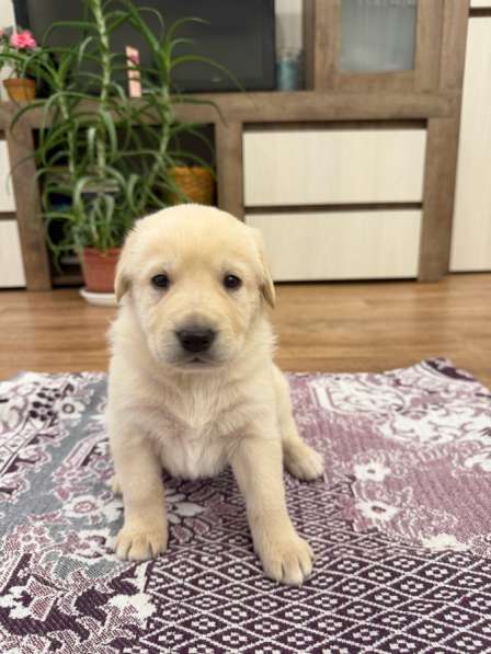 Щенки, отдаем даром, в добрые руки в Тольятти фото 6