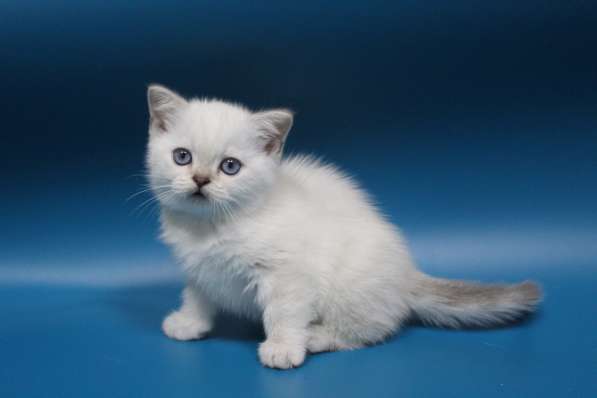 Scottish straight kitten