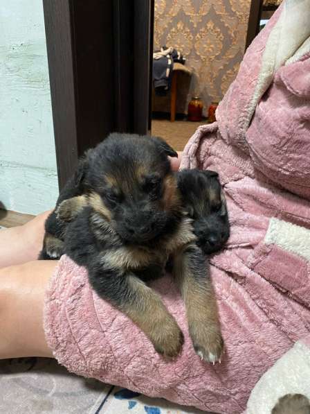 Щенки немецкой овчарки в Новосибирске фото 3