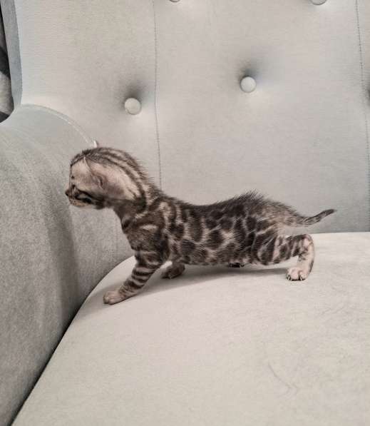 Бенгальские котята в Санкт-Петербурге фото 3