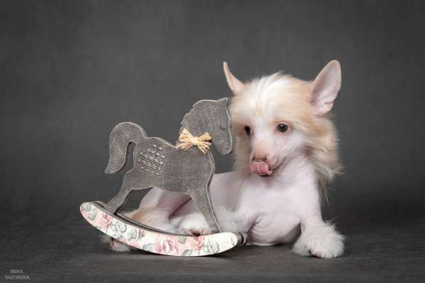 Китайская хохлатая в Москве