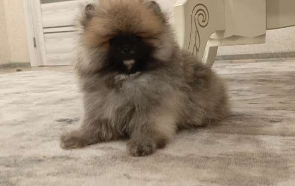 Pomeranski Mini Shpic Pomeranian Spitz Померанские Мини шпиц в фото 20
