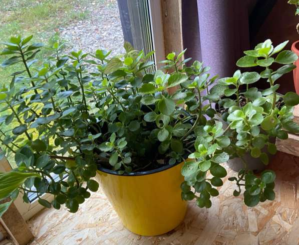 Цветы в Чехове фото 6