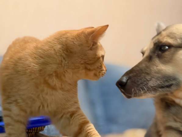 Хороший ласковый котёнок-рыжик в Санкт-Петербурге фото 16