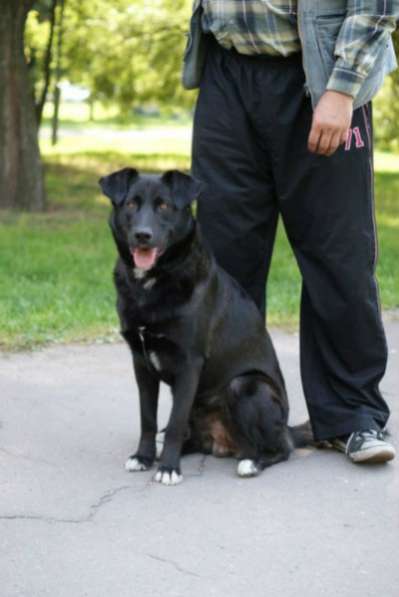 Отдам даром Роскошный пес Барт