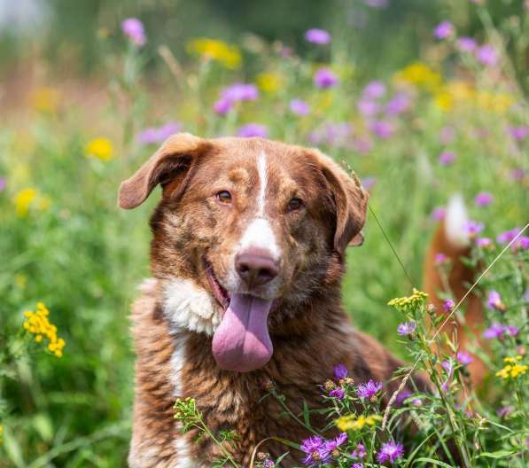 Молодой весёлый Барни в добрые руки! в Москве фото 9