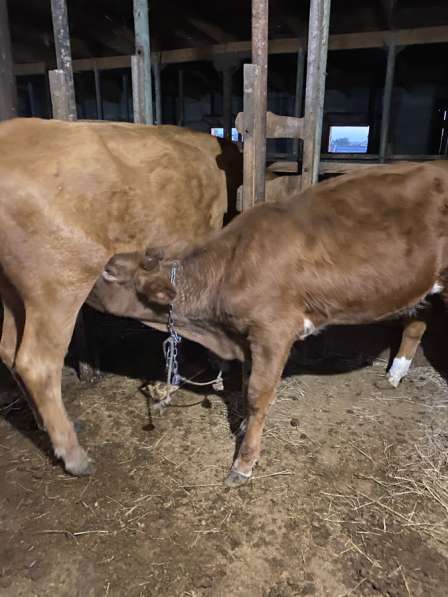 Коровы в Ростове-на-Дону