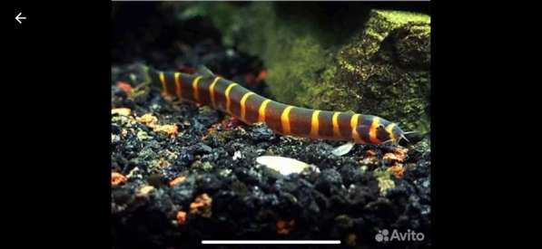 Аквариумные рыбки в Москве