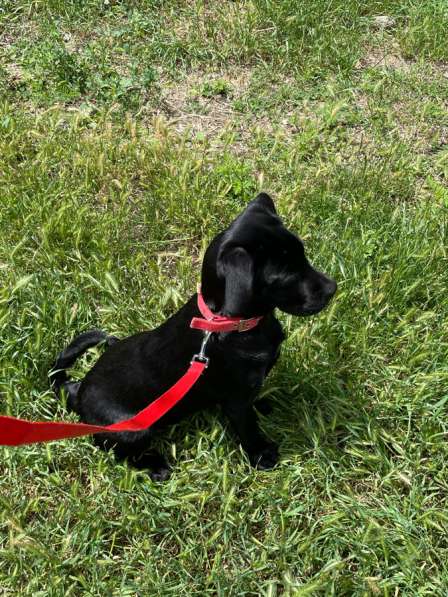 Щенок в добрые руки Кане-корсо в Краснодаре фото 3