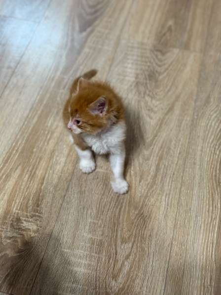 Котята в Москве фото 4