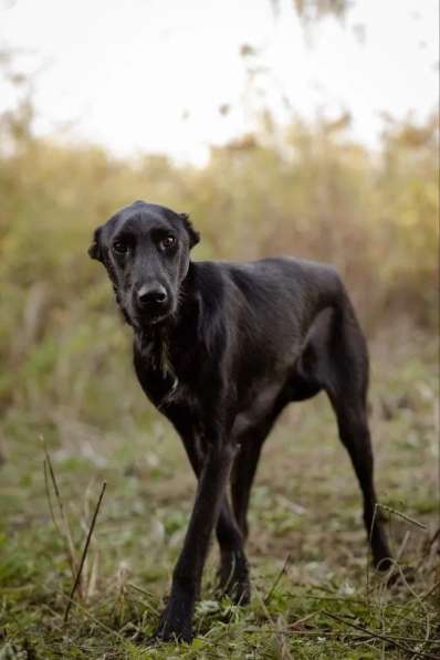 Чудесный Лорд ищет свою семью в Москве фото 7