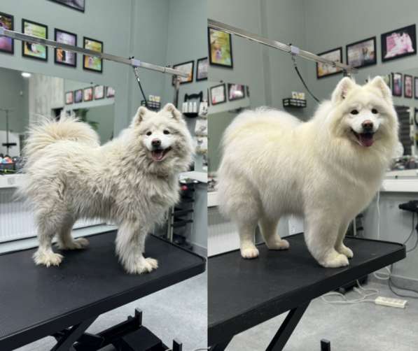 Груминг собак, кошек