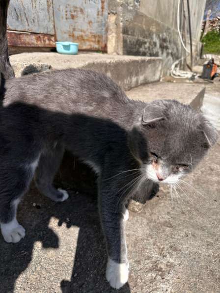 Продоём кота