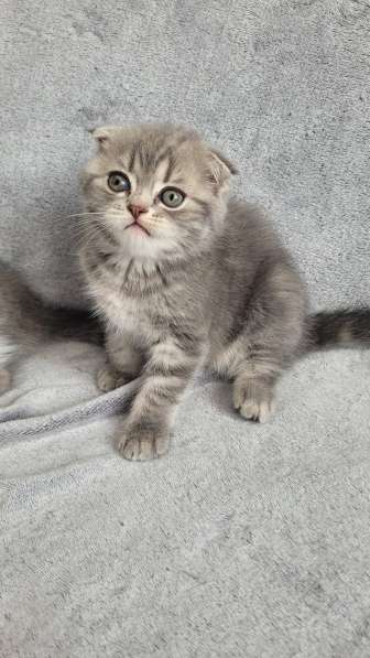 Котята шотландские Scottish Fold/Straight в 