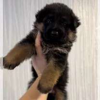 Немецкая овчарка