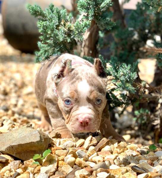 Предлагаются щенки Американский Булли покет в Москве фото 8