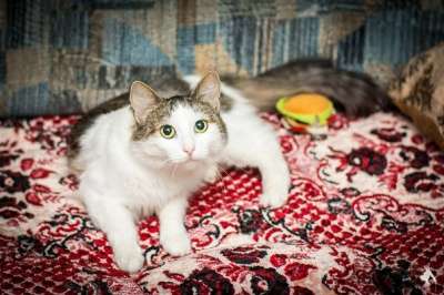 Отдам даром Ласковая Мила ищет семью в Санкт-Петербурге фото 3