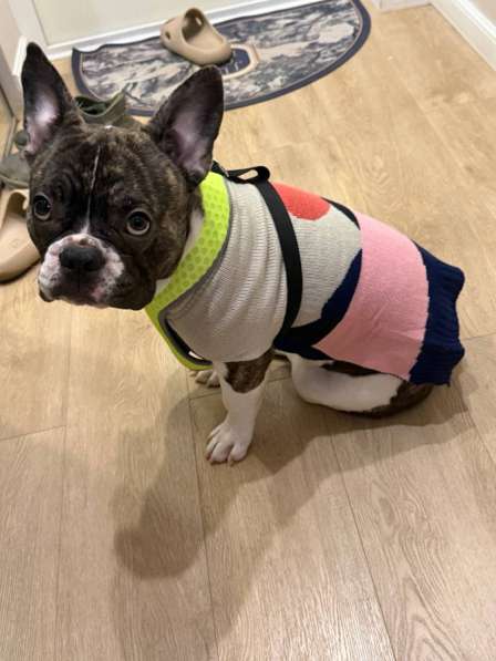 Французский бульдог