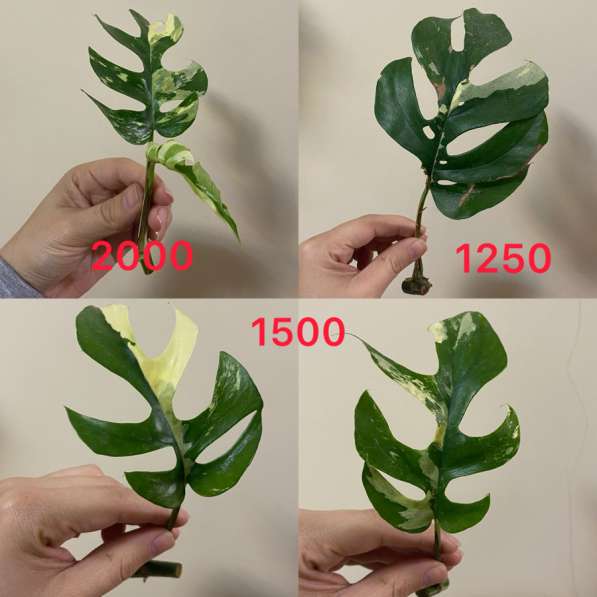 Комнатные растенияСо в Сочи фото 3