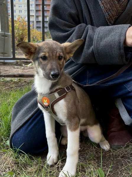 Снежа – Плюшевая Нежность и Комочек Обаяния! в Санкт-Петербурге фото 4