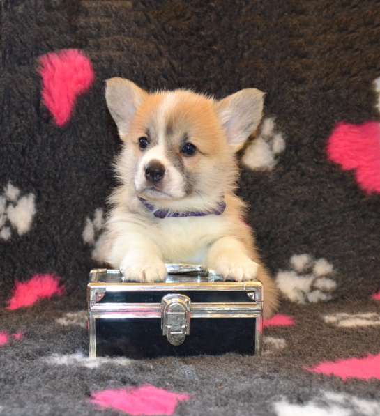 Щенки вельш корги пемброк в Санкт-Петербурге фото 13