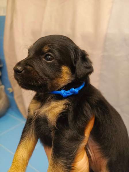 Щенки в добрые руки!