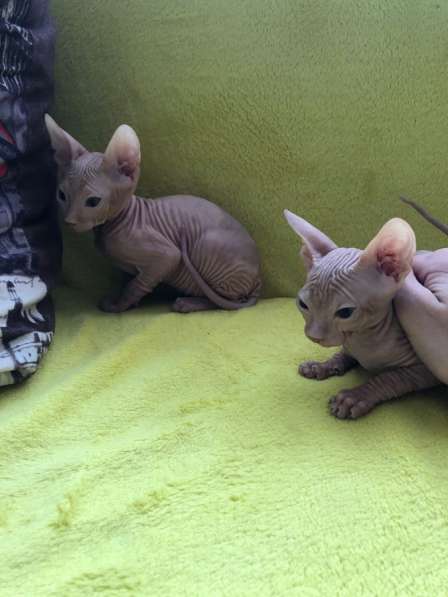 Донской сфинкс в Тюмени фото 4