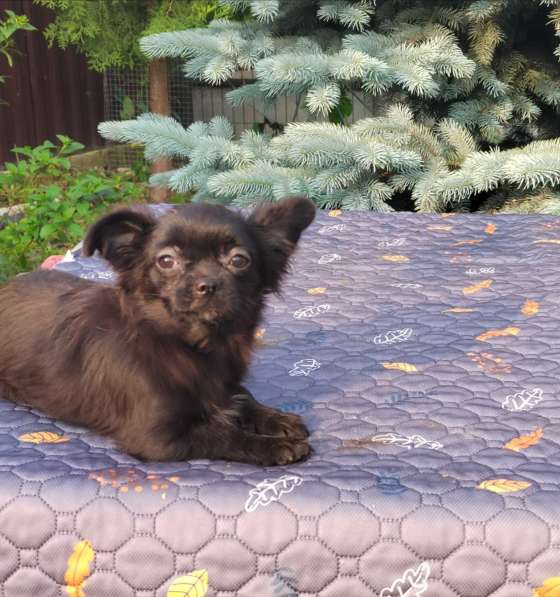 Красивые щенки Чихуахуа мальчики и девочки в Москве фото 3