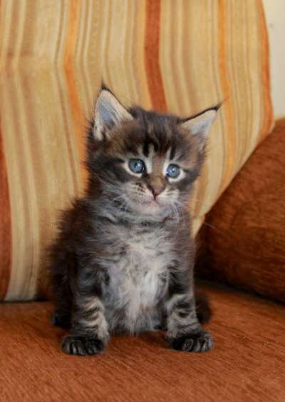 котята Мейн Кун из питомника в Омске фото 3